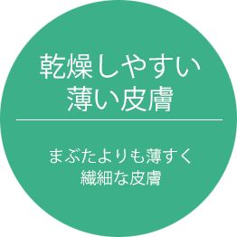 乾燥しやすいい皮膚・まぶたよりも薄く繊細な皮膚